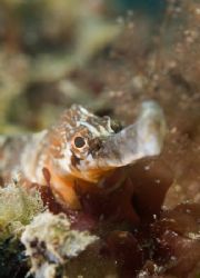 Greater pipefish. 60mm.
Devon. by Derek Haslam 